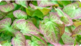 Horny Goat Weed (Yin Yang Huo) leaves