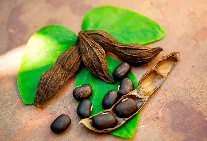 advertorial-ing-mucuna-pruriens.png
