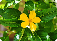 Damiana Leaf