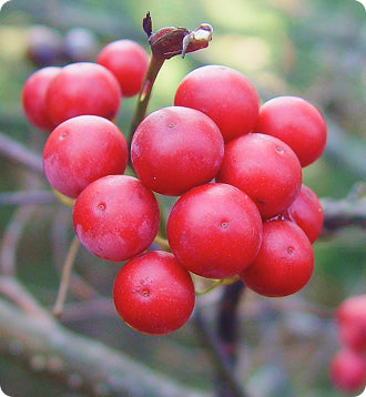 _Over 30 Hormone Support_