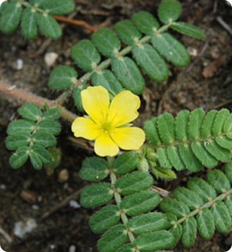 _Over 30 Hormone Support_