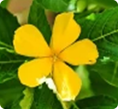 Damiana Leaf