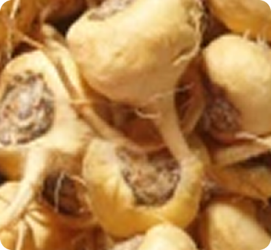 Maca Root